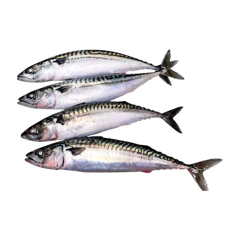 Fresh Whole Mackerel (with Head)