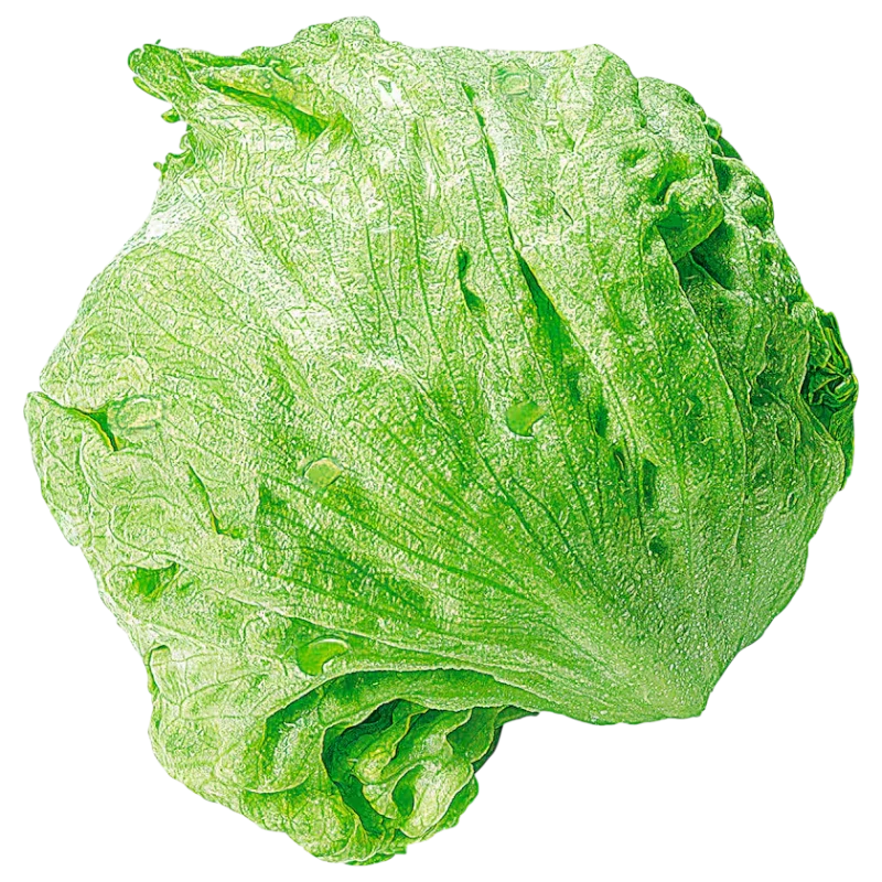 Fresh Iceberg Lettuce — Crisp Head Lettuce 1 piece