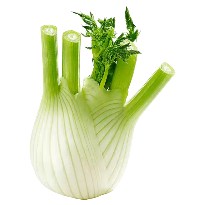 Fresh Fennel — Aromatic Crisp Vegetable 250 g