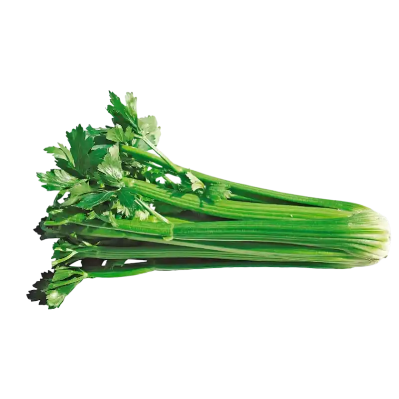 Fresh Celery — Crisp Aromatic Vegetable 1 piece