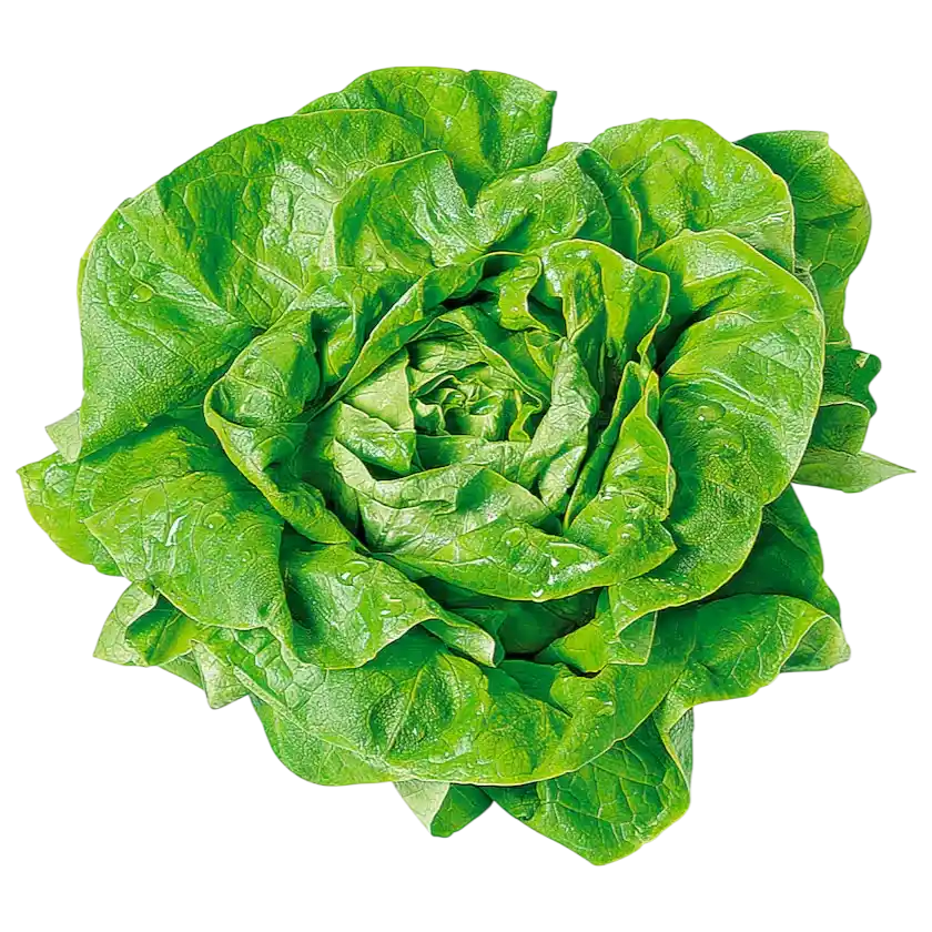 Fresh Butterhead Lettuce — Soft Tender Green Lettuce 1 piece