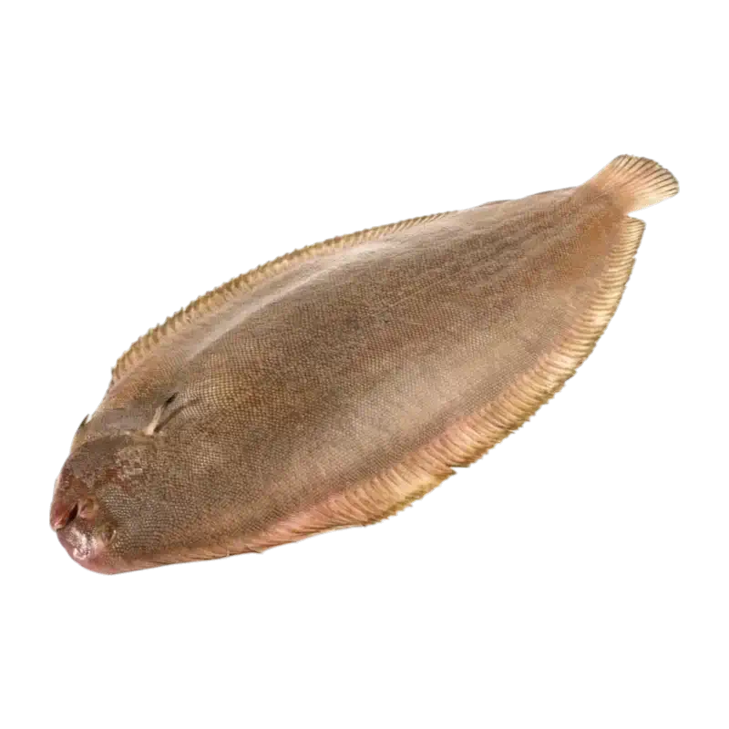 Fresh Sole (Seezunge)