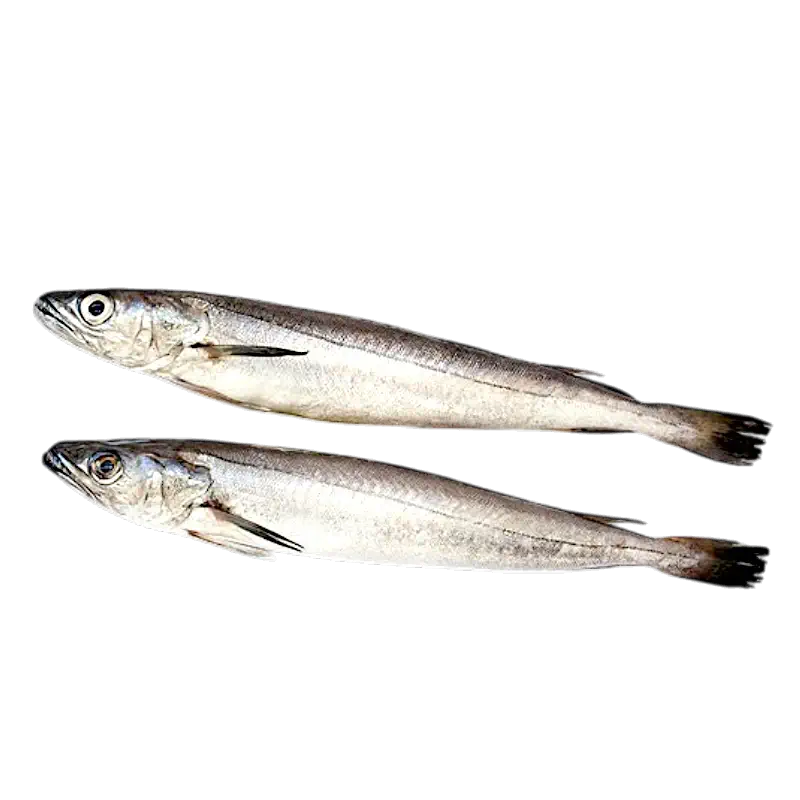 Fresh Hake (Seehecht)