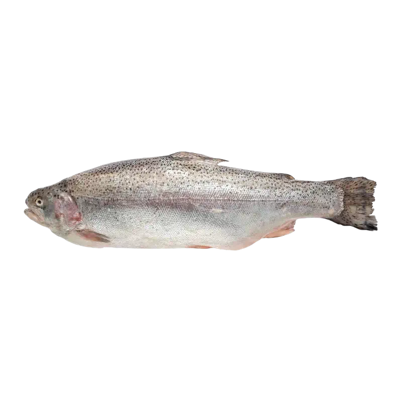 Fresh Trout (Forelle)