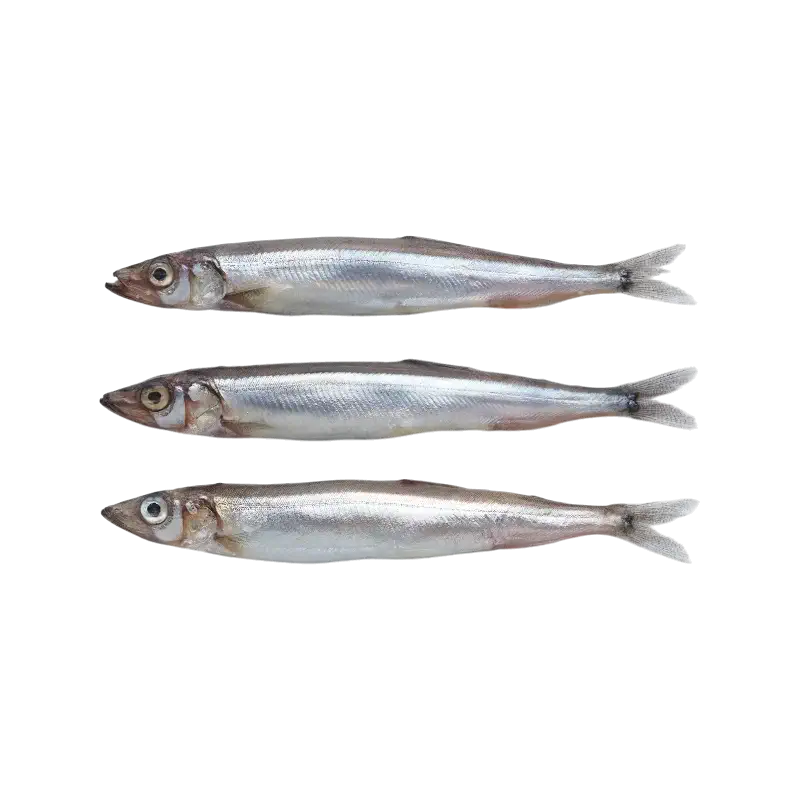Fresh Capelin (Lodde, Whole)