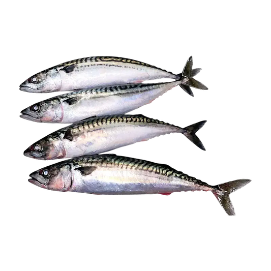 Fresh Whole Mackerel (with Head)