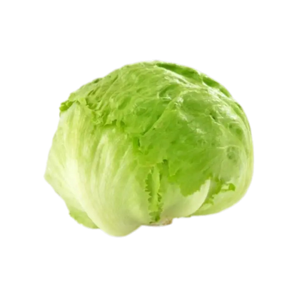 Kito’s Iceberg Lettuce