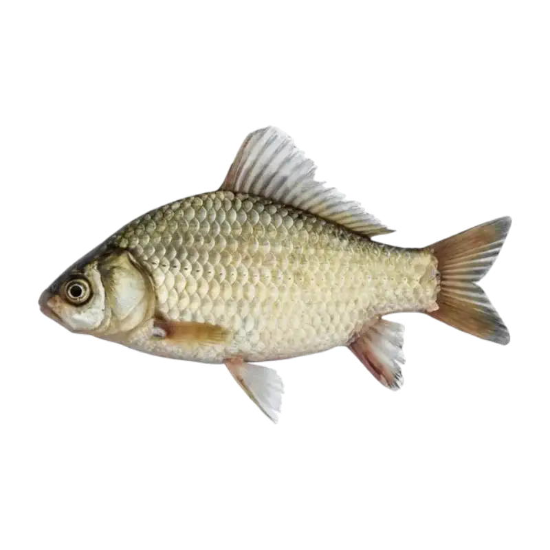 Fresh Crucian Carp (Karauschen)