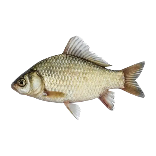 Fresh Crucian Carp (Karauschen)