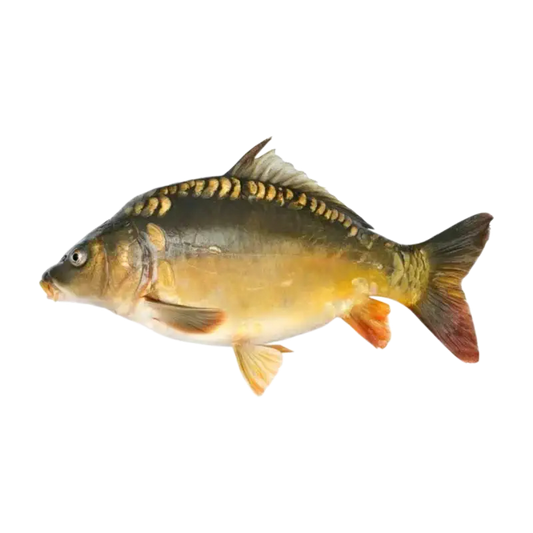 Fresh Whole Carp (with Head)