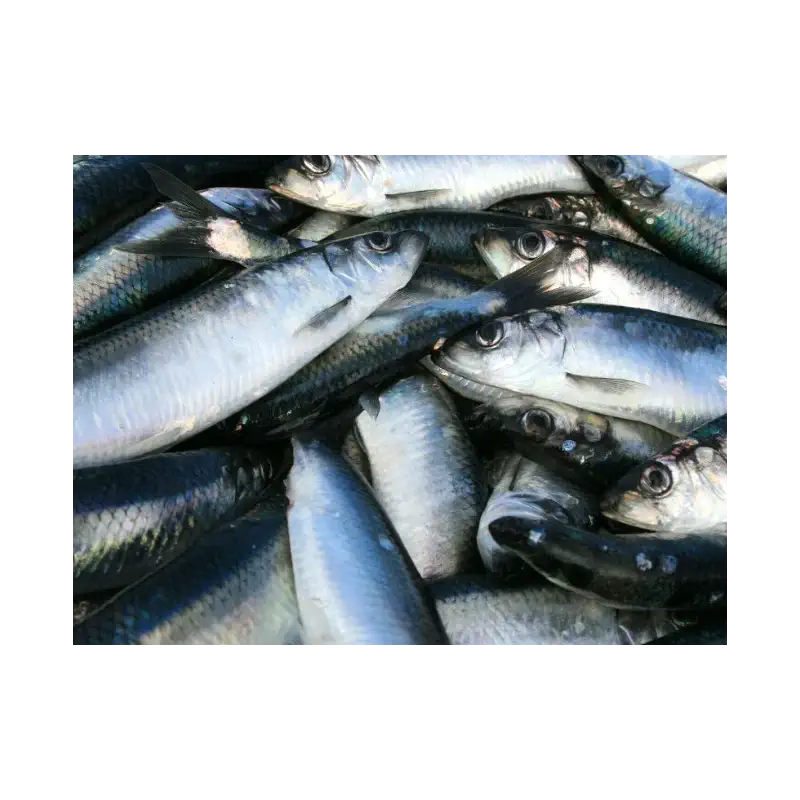Fresh Herring (Heringe)