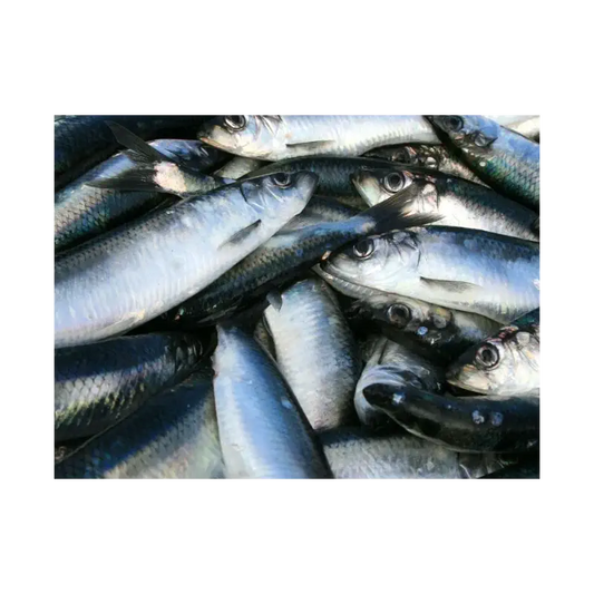Fresh Herring (Heringe)