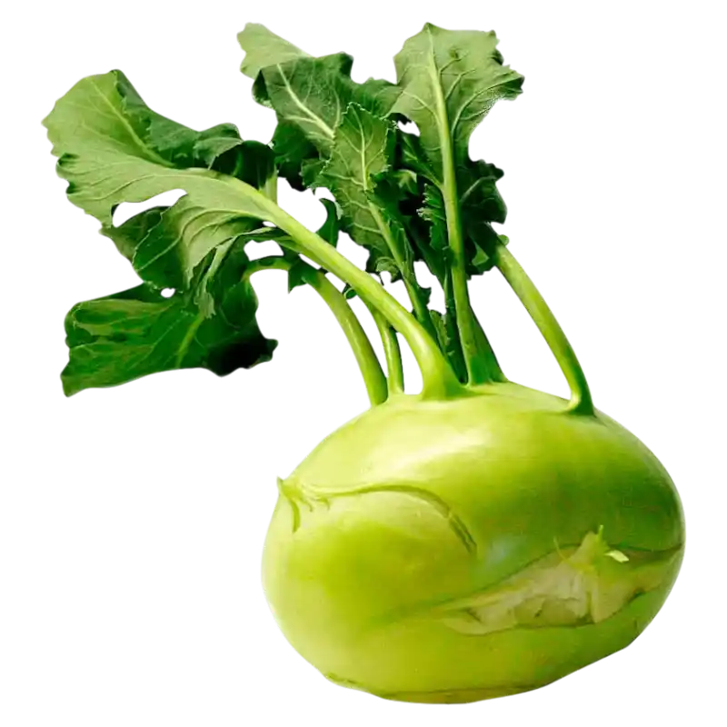 Fresh Green Kohlrabi — Crisp Garden Vegetable 1 piece