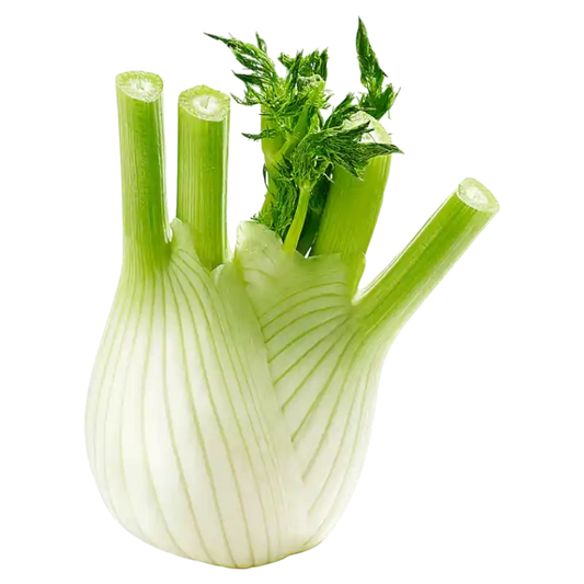 Fresh Fennel — Aromatic Crisp Vegetable 250 g