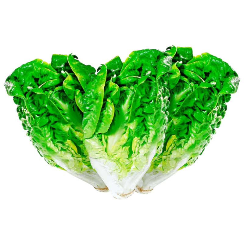 Fresh Romaine Lettuce Hearts — Crisp Leafy Greens 1 piece