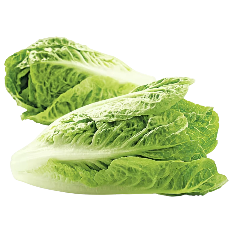 Fresh Romaine Lettuce — Whole Heads 2 piece