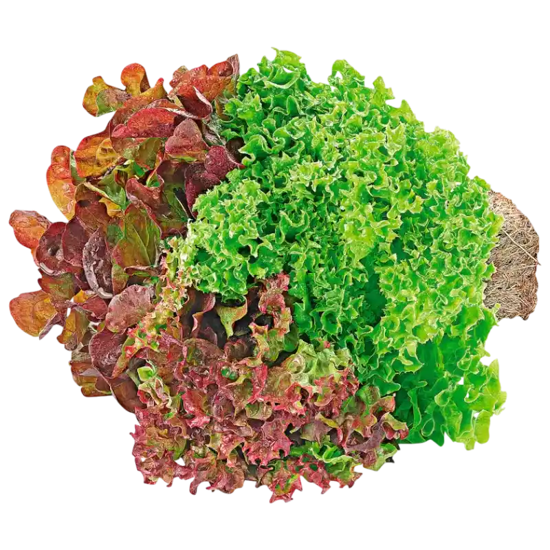 Fresh Mixed Leaf Lettuce — Green & Red Curly Lettuce  1 piece