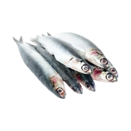 Fresh Sardines (Sardellen)