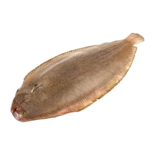 Fresh Sole (Seezunge)