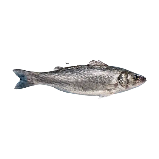 Fresh Sea Bass (Loup de Mer)
