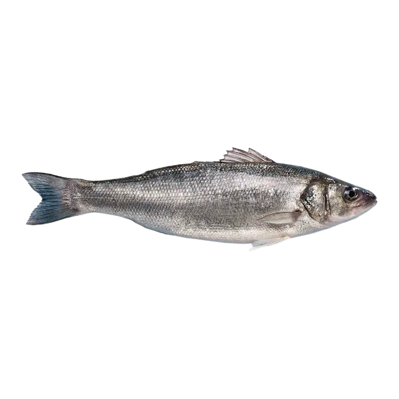 Fresh Sea Bass (Wolfsbarsch)